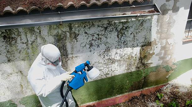 Trusted Basement Mold Remediation service in Dameron, MD - Cheap Mold Removal